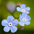 7025 Bunnera Chris Gilbert, Ravenseye Gallery, Peak District, Photographs, Courses